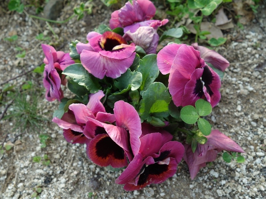 ピンク色のパンジー