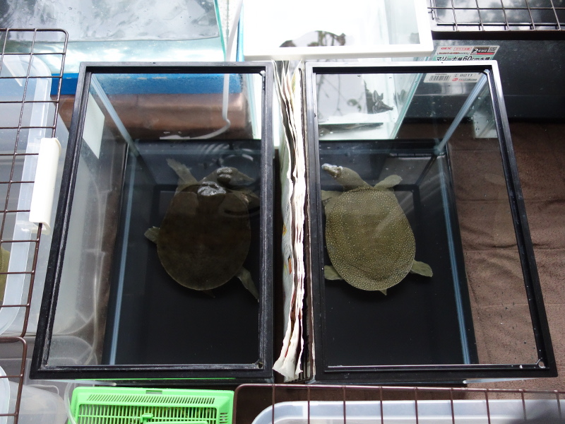 ツツジ（躑躅）