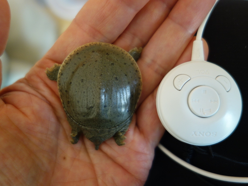 赤ちゃんスッポンとCDウォークマンのリモコンの丸い部分