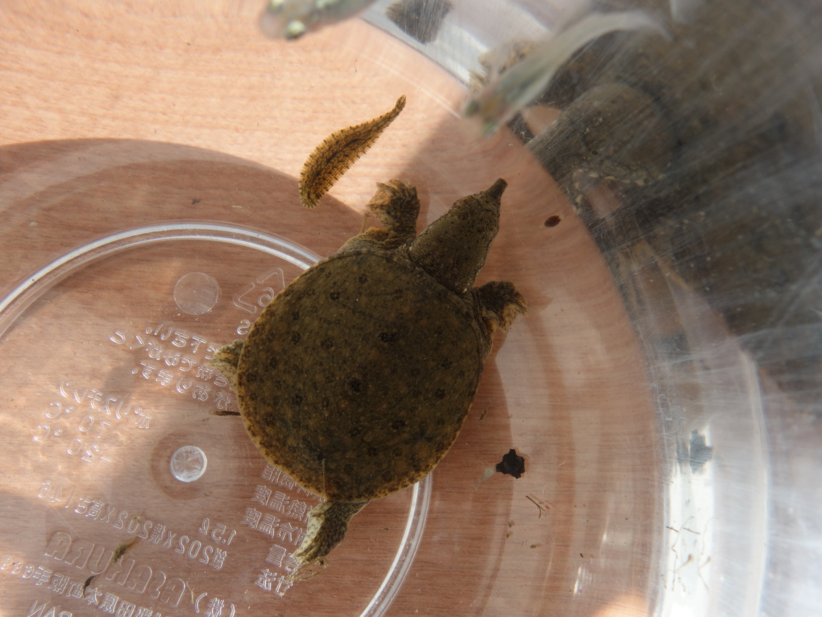 赤ちゃんスッポンに吸い付いていたチスイビル