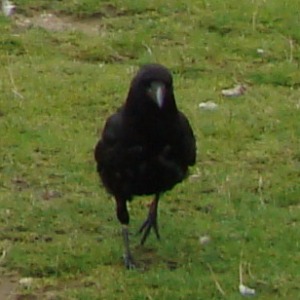 2017年に撮影した自然のワンショット動画