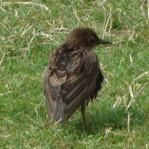 2019年に撮影した自然のワンショット動画