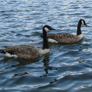 2012年から2014年までに撮影した自然のワンショット動画