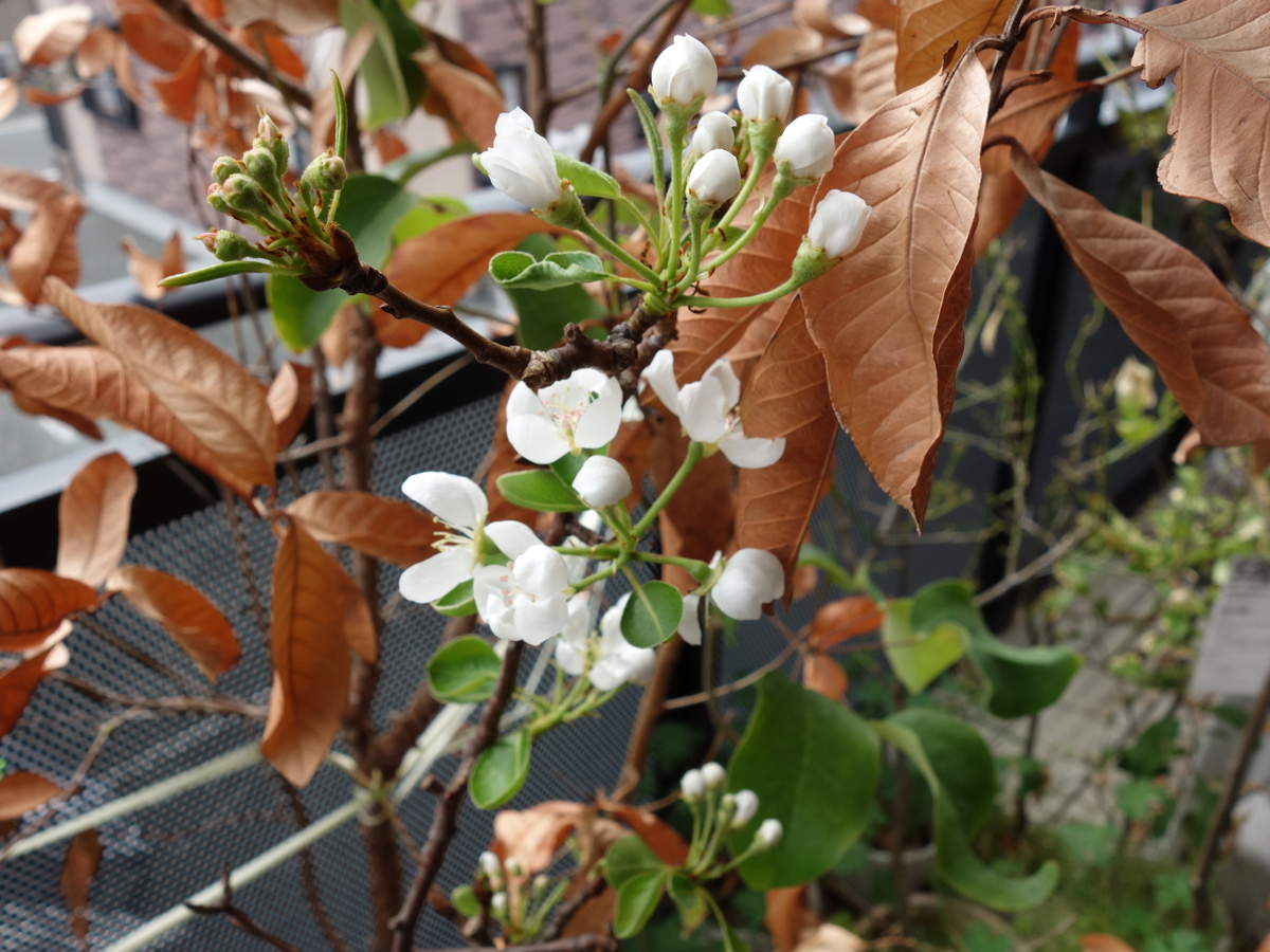 ラ・フランスの花