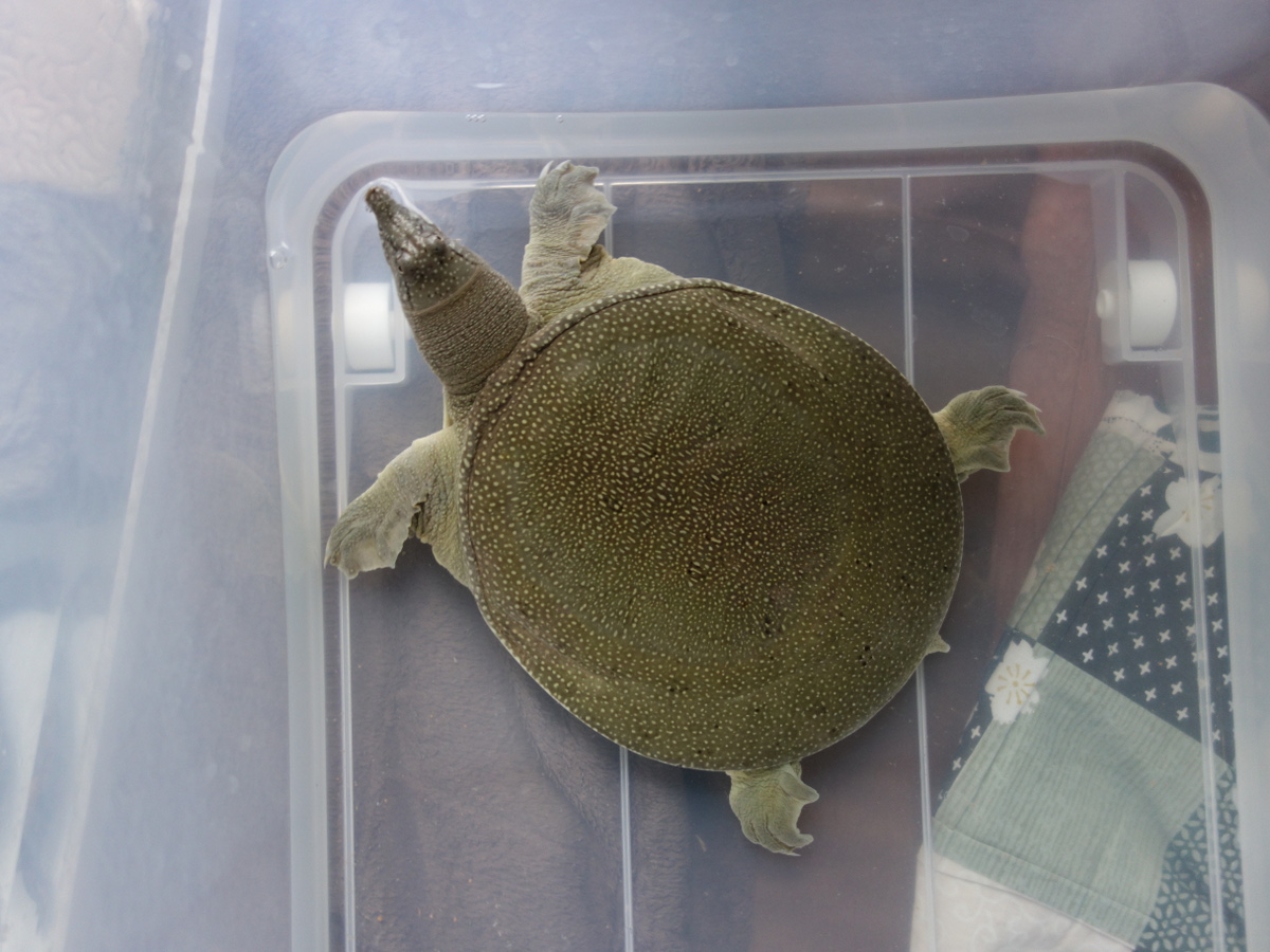 飼育1224日目の真ん丸のスッポン♂ – カメ・トゥゲザー