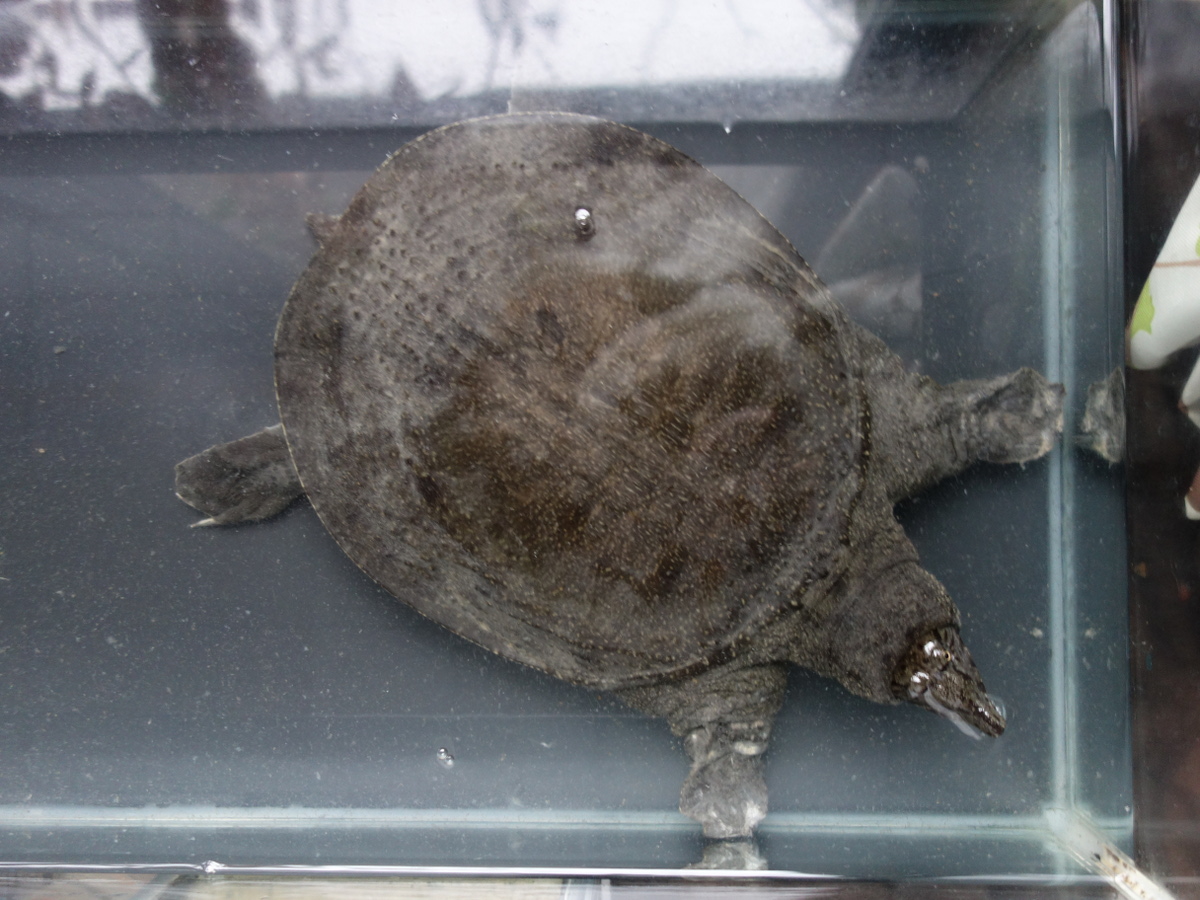 飼育1089日目を迎えたスッポン♂ – カメ・トゥゲザー