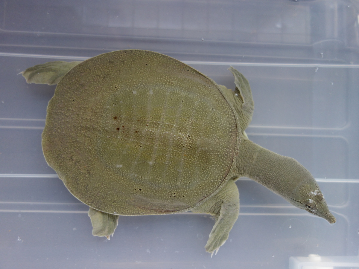 日齢1269日目の小さい頃に甲羅を噛まれたスッポン♀ – カメ・トゥゲザー