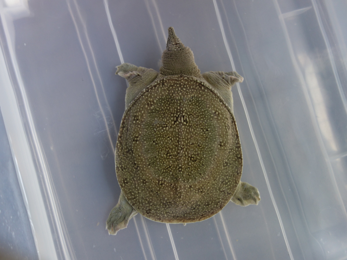 飼育1295日目の背甲が楕円形のスッポン♀ – カメ・トゥゲザー