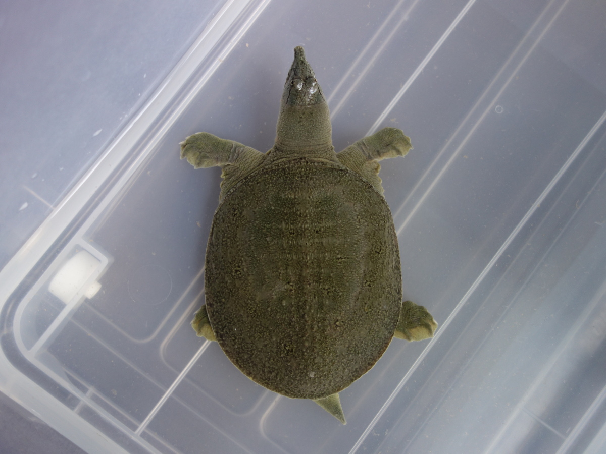 日齢1269日目の2番目に小さいスッポン♂ – カメ・トゥゲザー