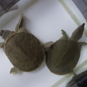 飼育1250日目の幼少時に背甲の後部を噛まれたスッポン