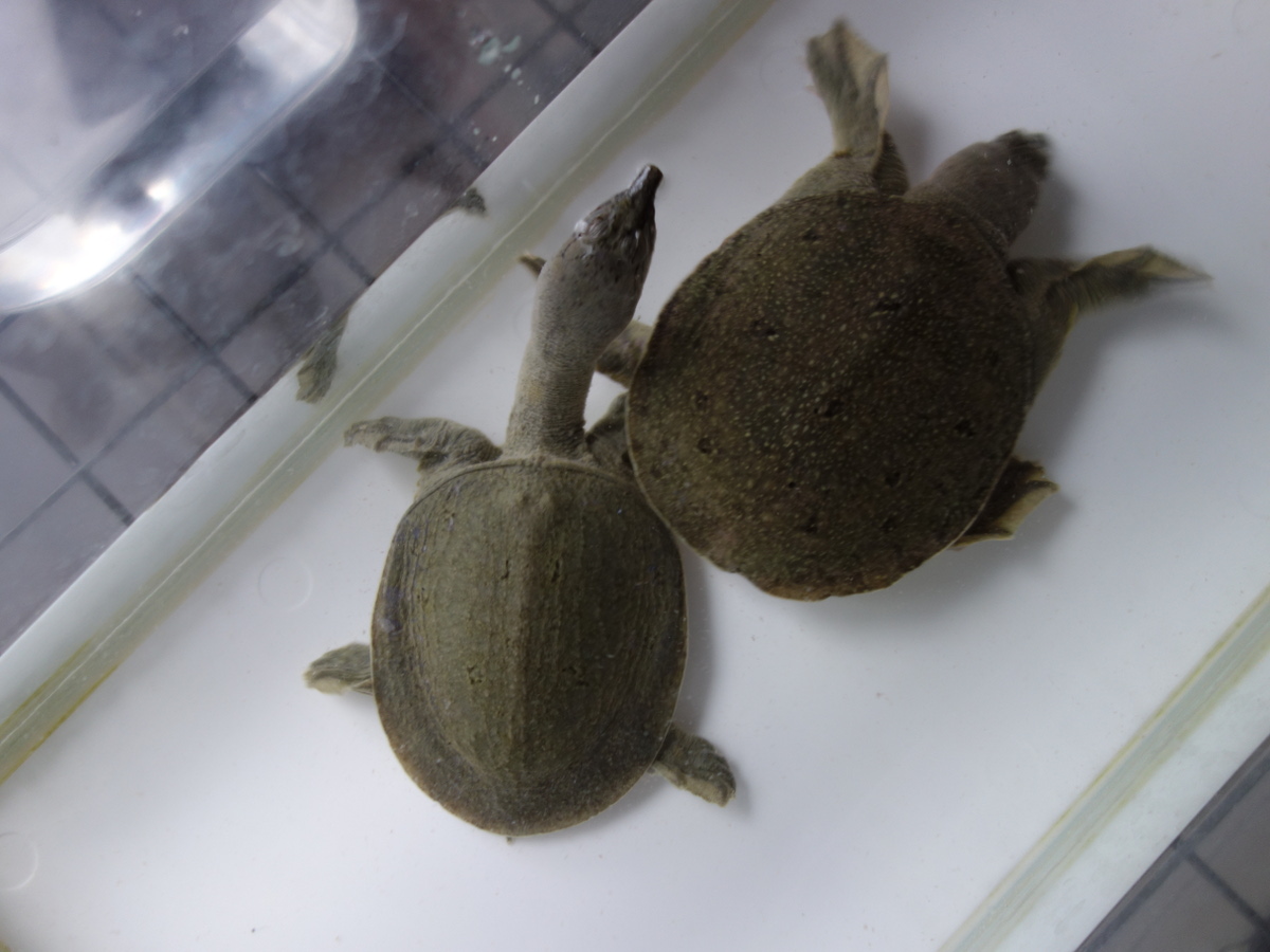 日齢1269日目のいちばん小さいスッポン – カメ・トゥゲザー