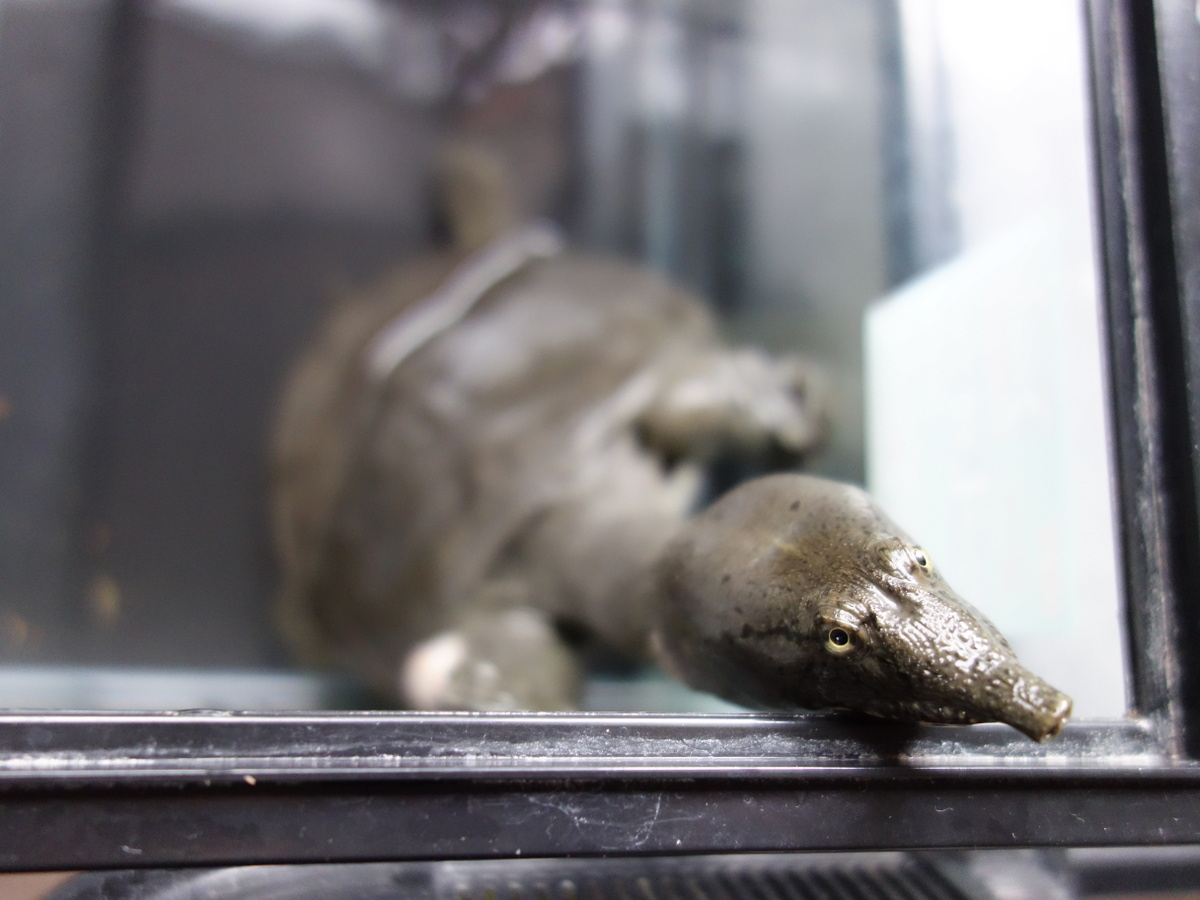 日齢1269日目の2番目に大きいスッポン♂ – カメ・トゥゲザー