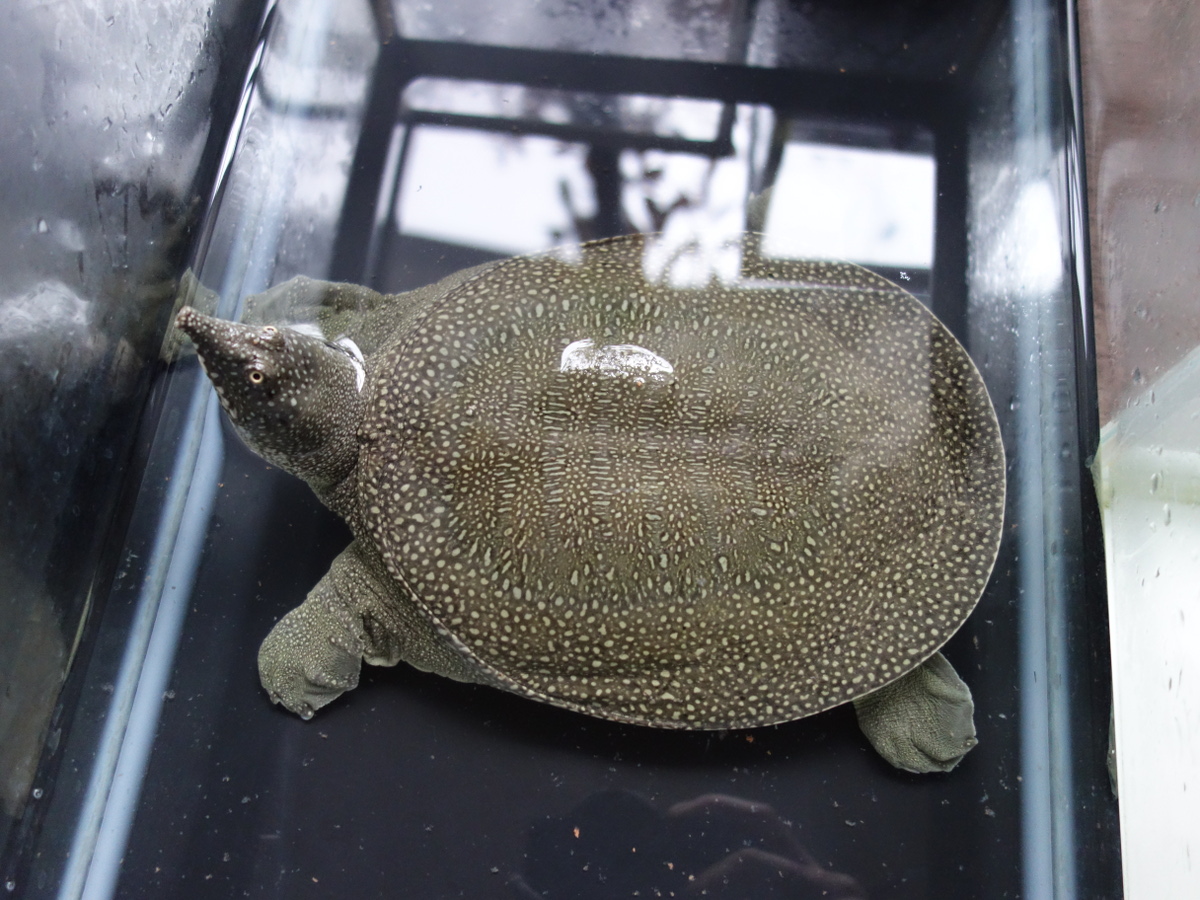 台湾生まれの飼育893日のシナスッポン♀ – カメ・トゥゲザー