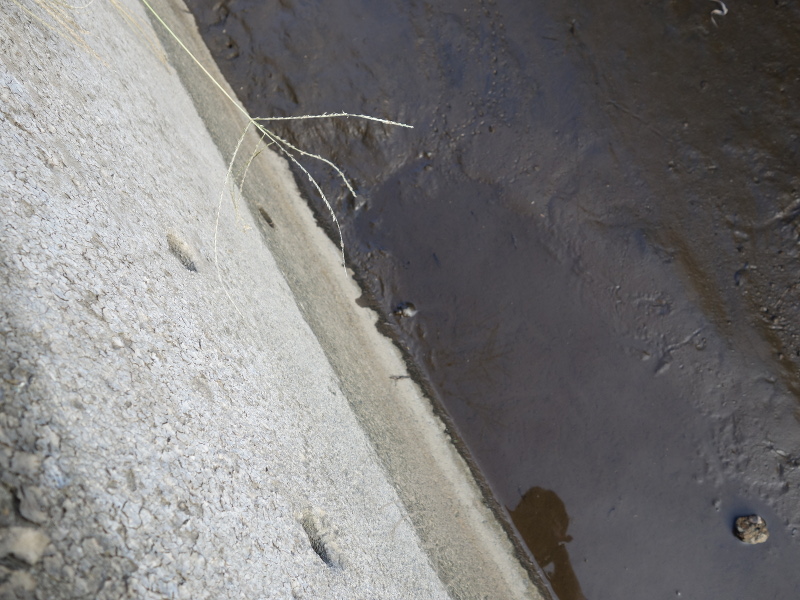 赤ちゃんスッポンの足跡