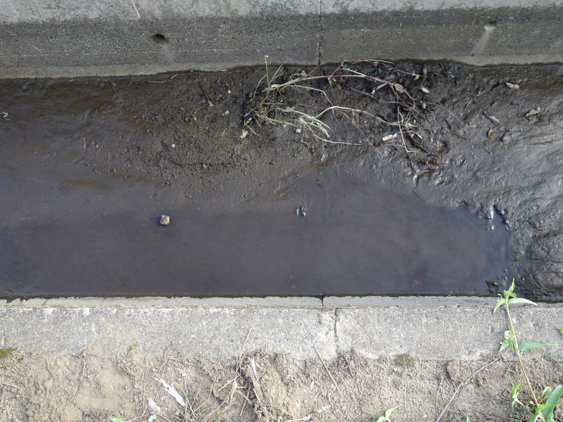 赤ちゃんスッポンの足跡