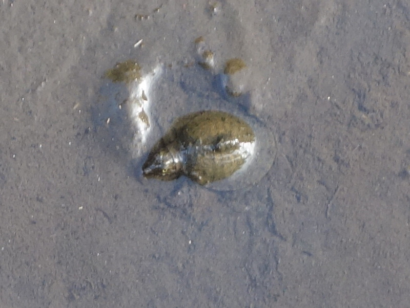 赤ちゃんスッポン