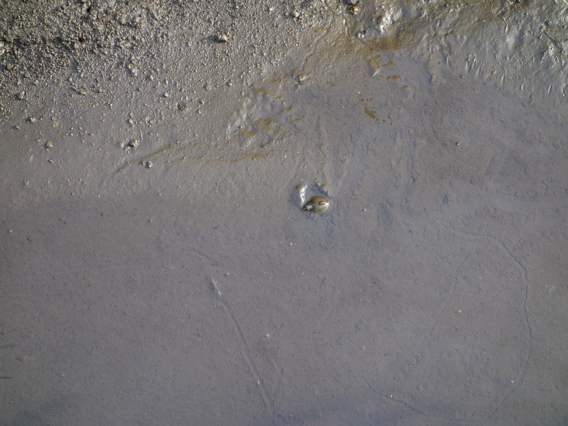 赤ちゃんスッポン