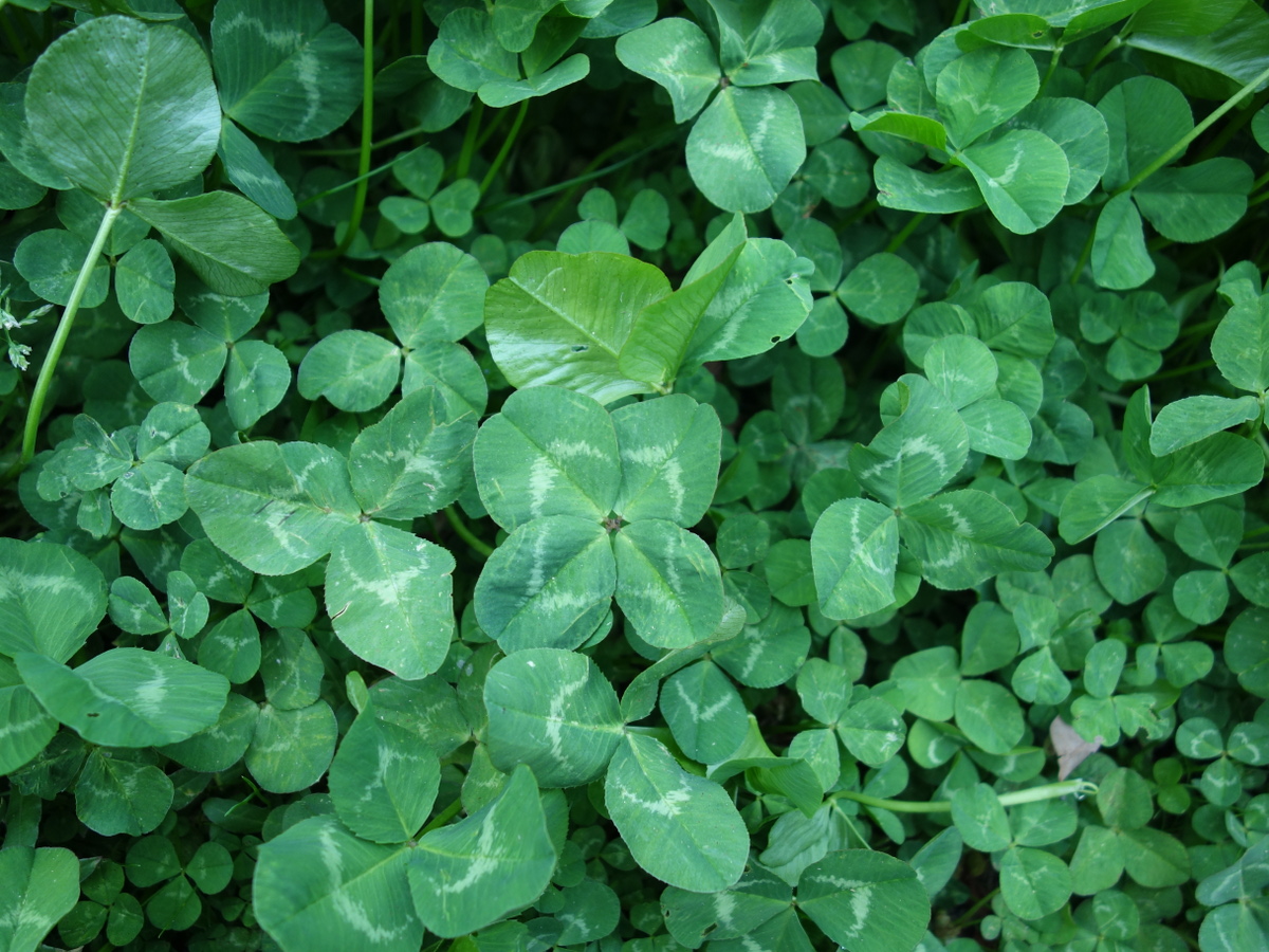 四つ葉のクローバー