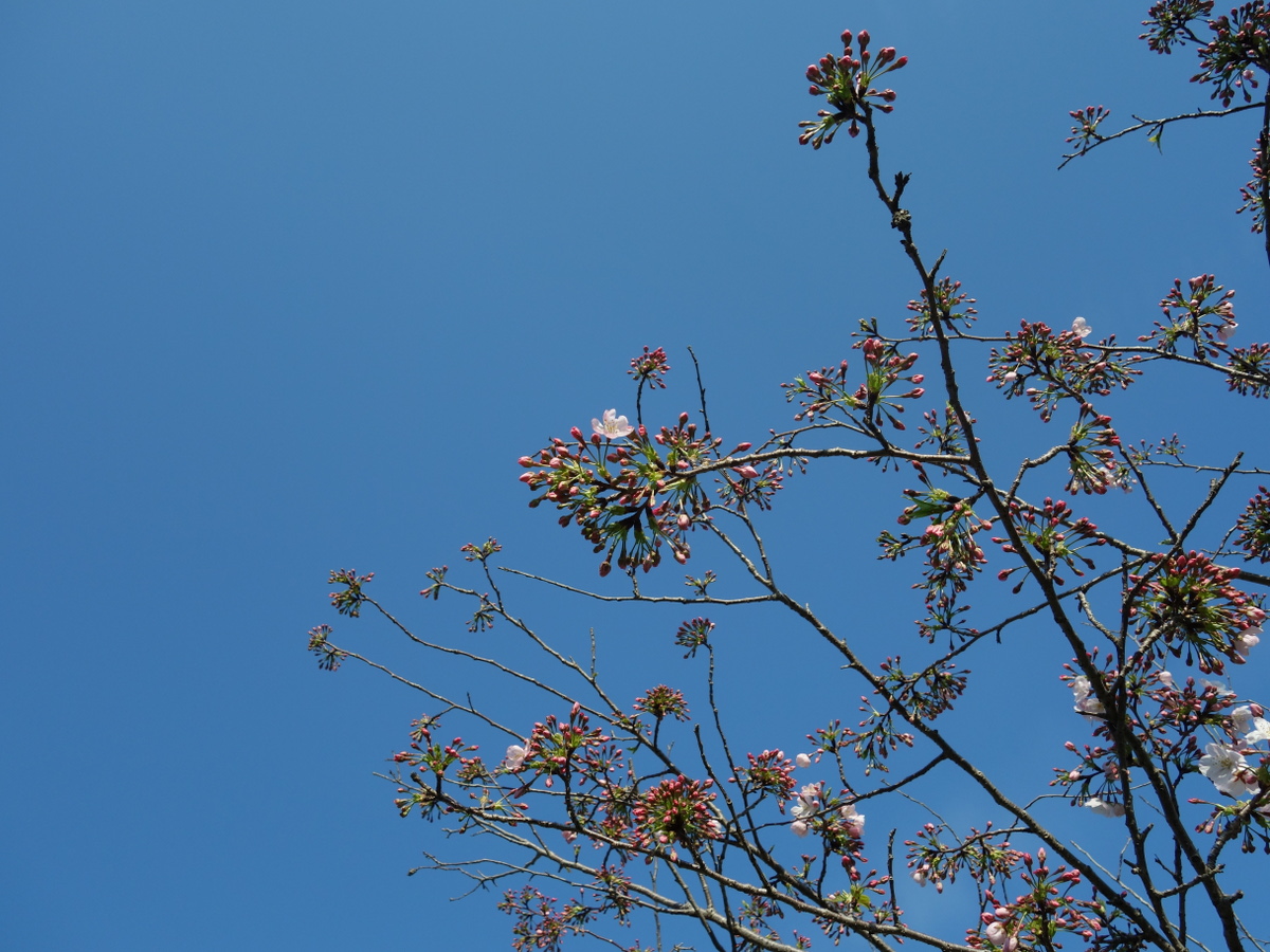 桜のつぼみ