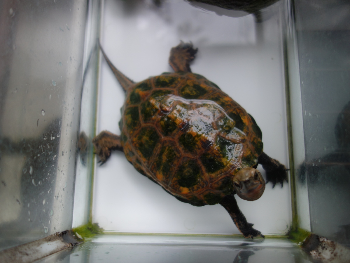 飼育977日目のニホンイシガメ♂ – カメ・トゥゲザー