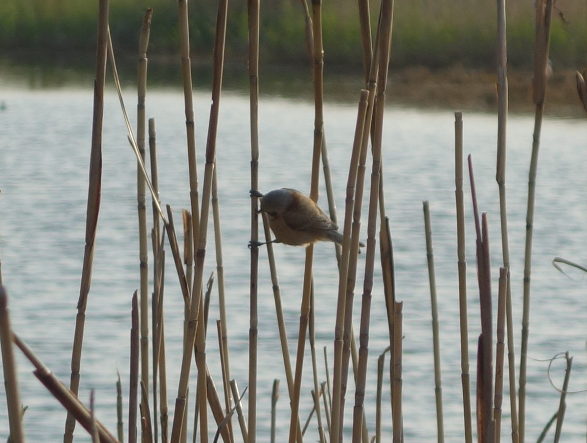 ツリスガラ（吊巣雀）