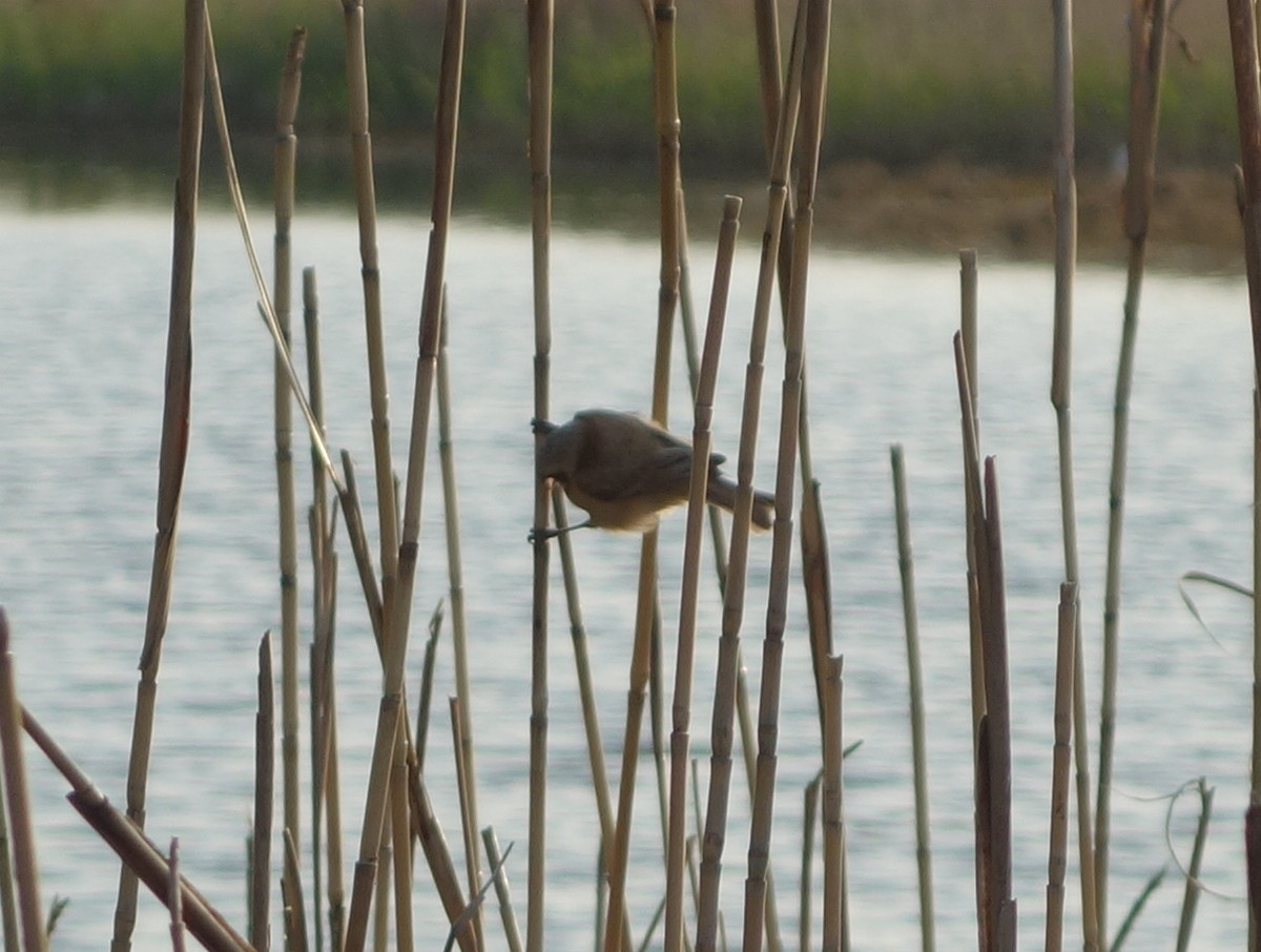 ツリスガラ（吊巣雀）