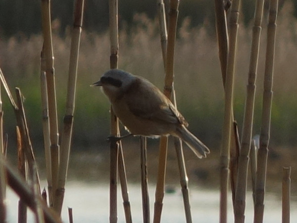 ツリスガラ（吊巣雀）