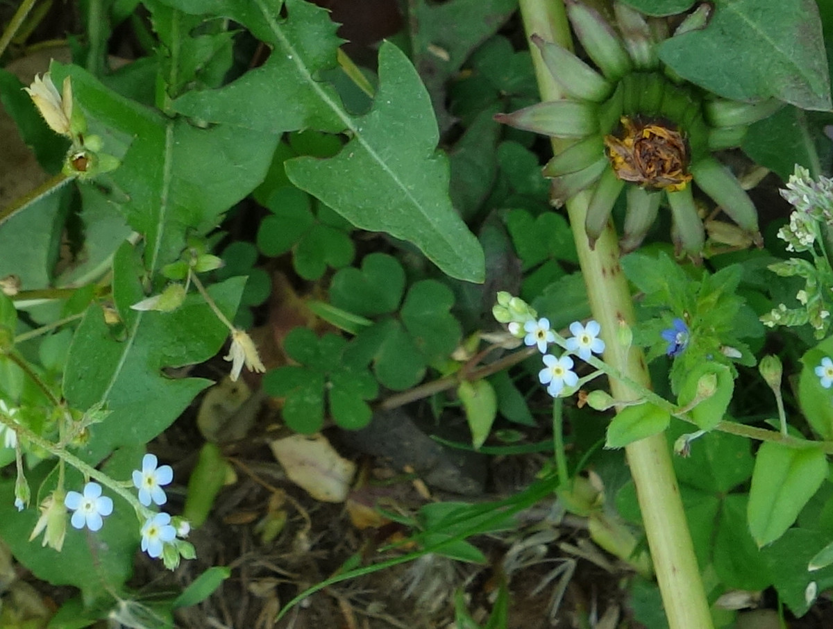 キュウリグサ（胡瓜草）