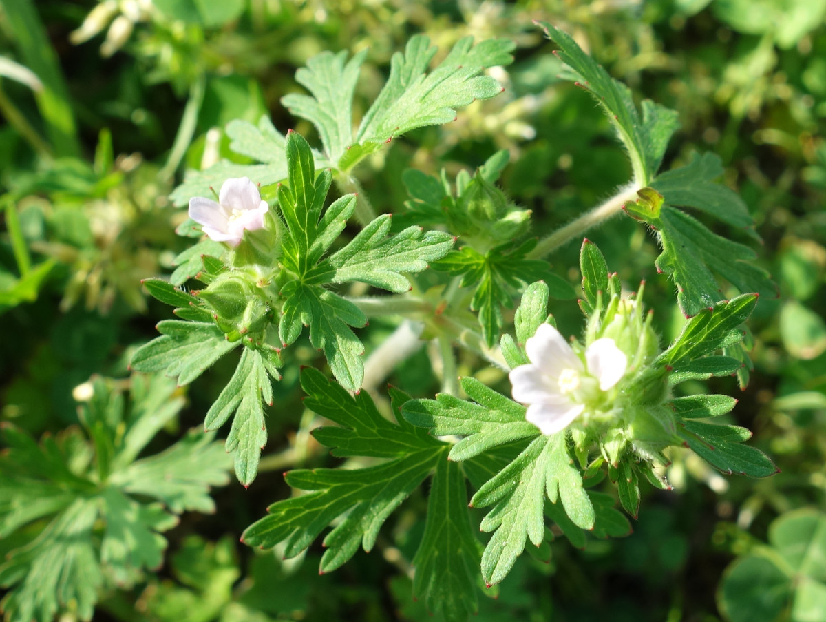 アメリカフウロ（アメリカ風露）