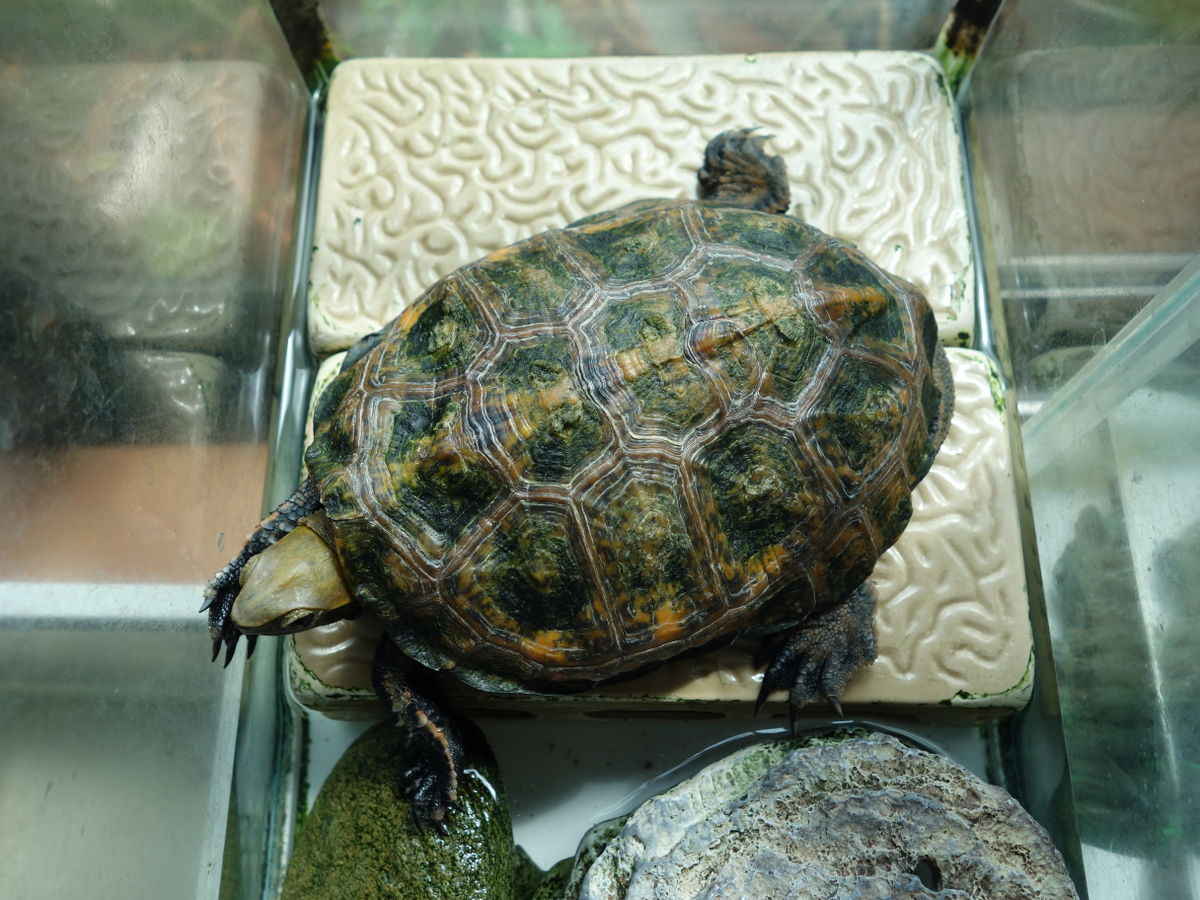 ニホンイシガメ