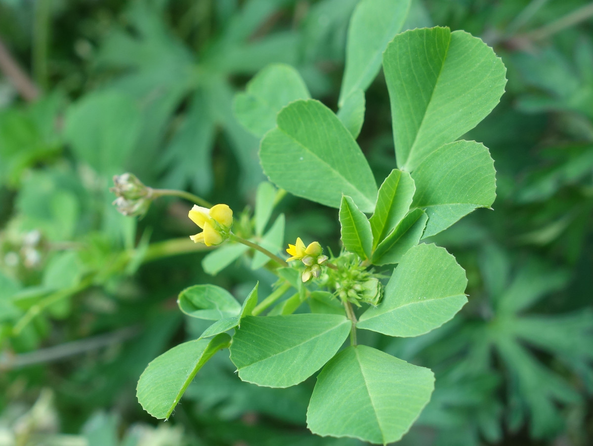 コメツブツメクサ（米粒詰草）