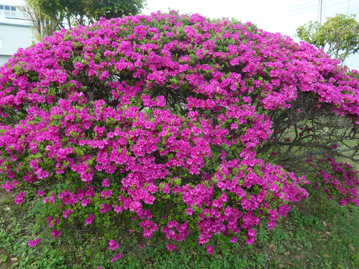 ツツジ（躑躅）