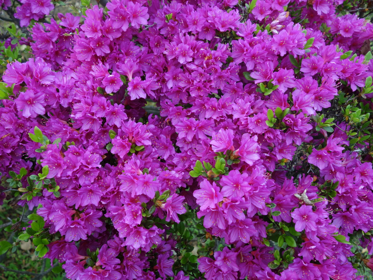 ツツジ（躑躅）