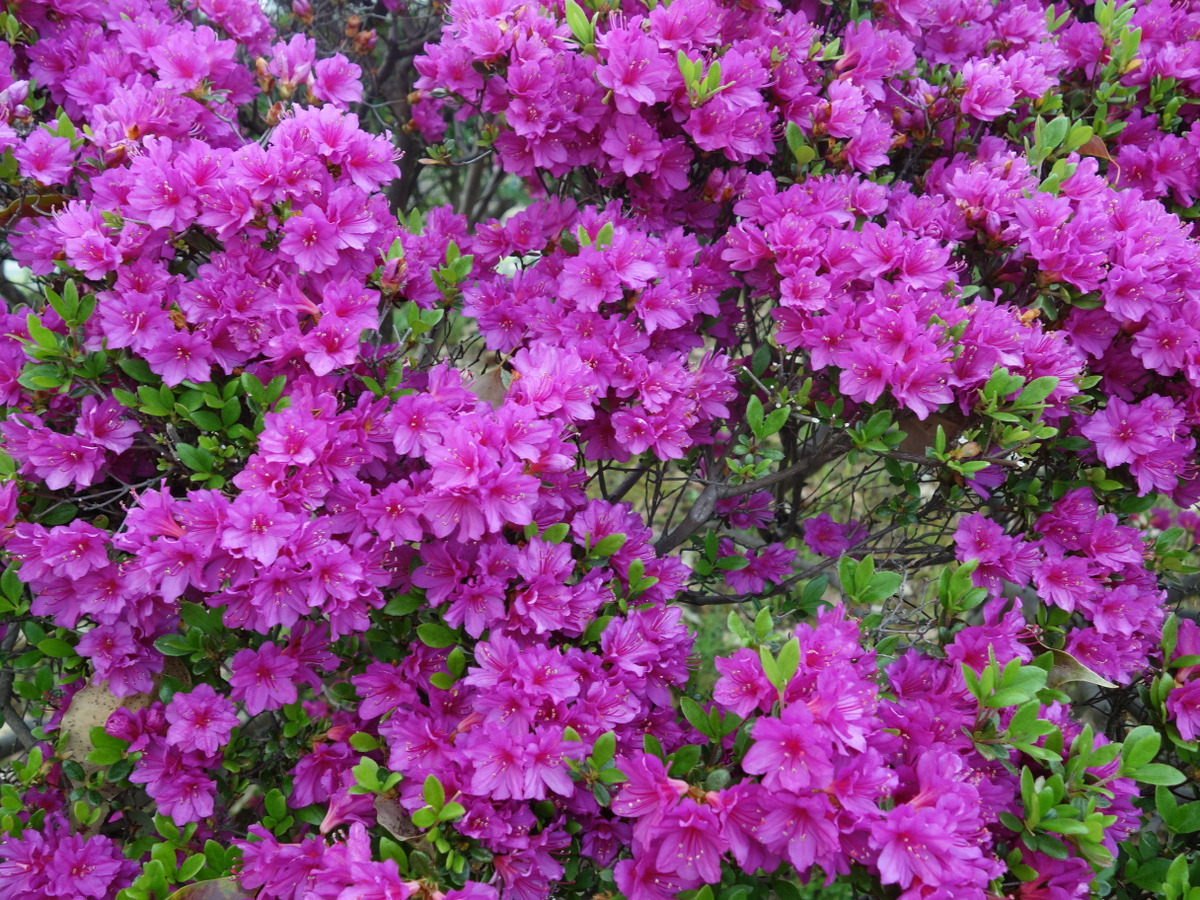 ツツジ（躑躅）