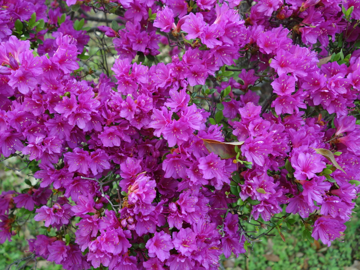 ツツジ（躑躅）