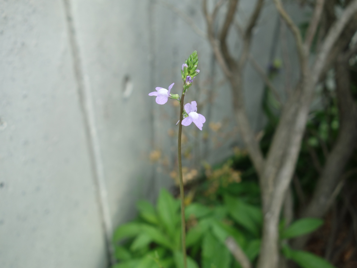 マツバウンラン（松葉海蘭）