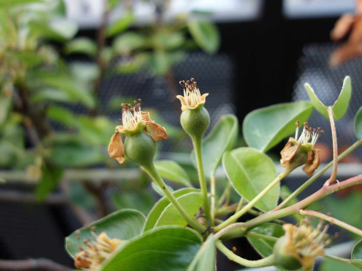 ラ・フランスの実