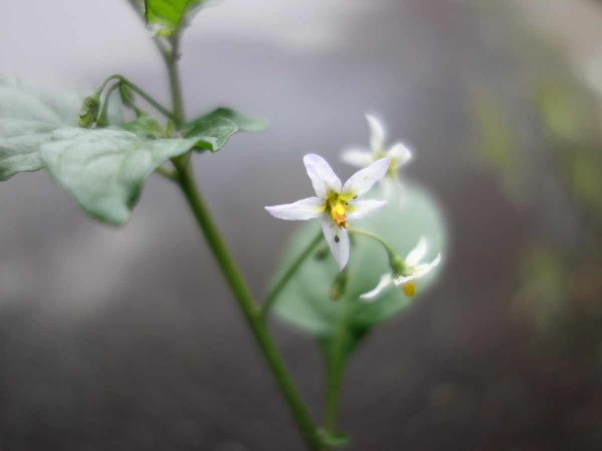 イヌホオズキ（犬酸漿）の花