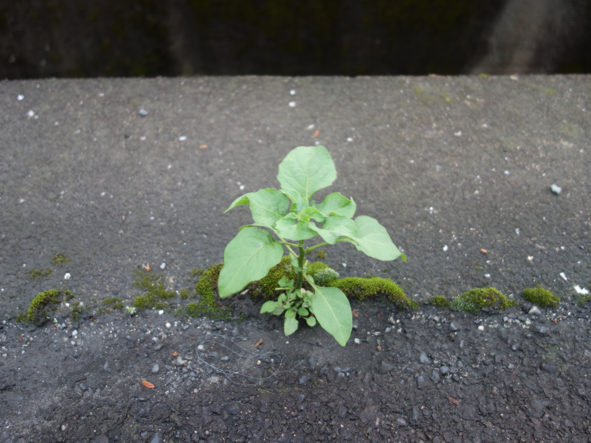 イヌホオズキ（犬酸漿）の花