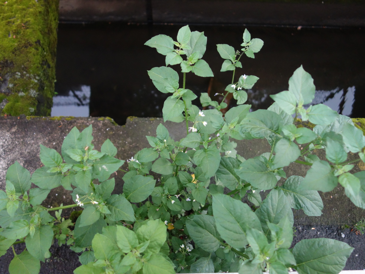 イヌホオズキ（犬酸漿）の花