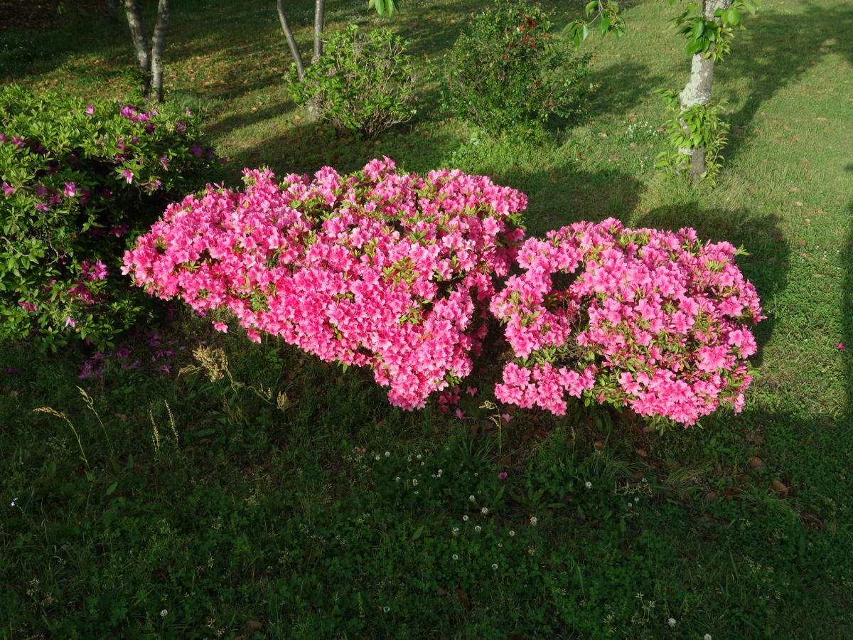 ツツジ（躑躅）