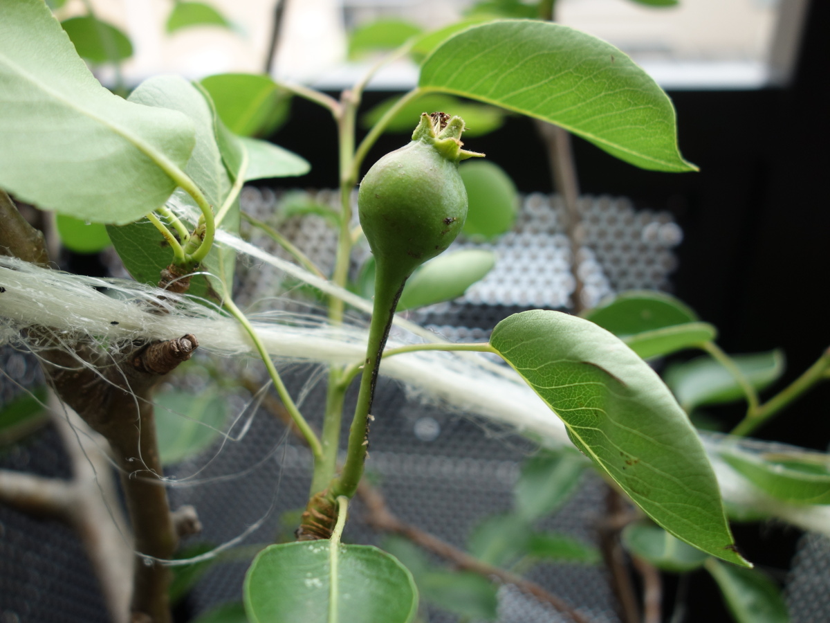 ラ・フランスの実