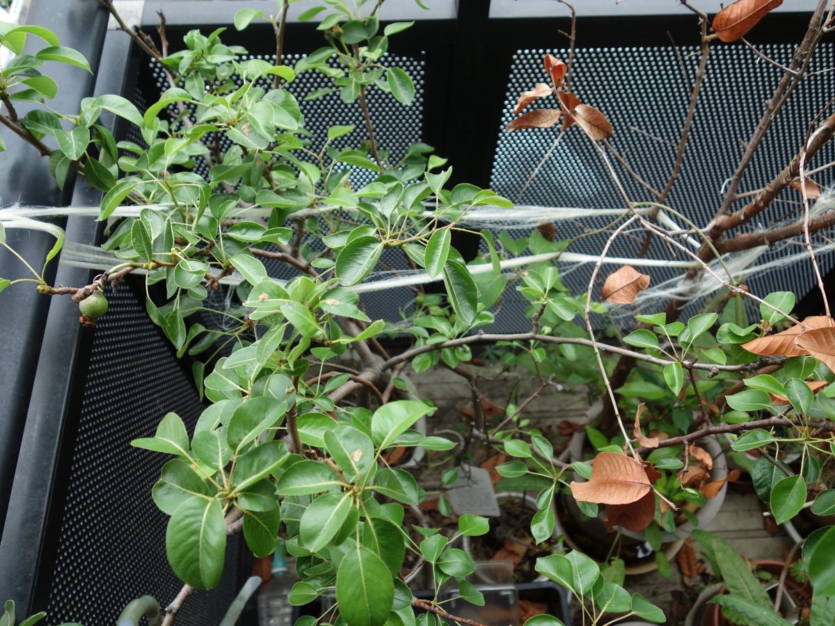 ラ・フランスの実