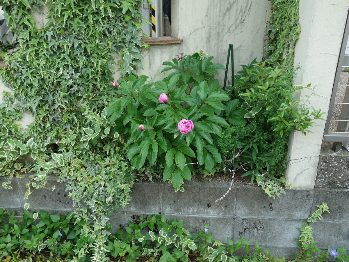 シャクヤク（芍薬）