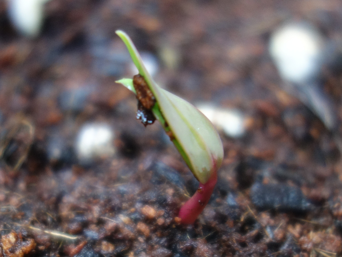 ツルムラサキ赤茎種