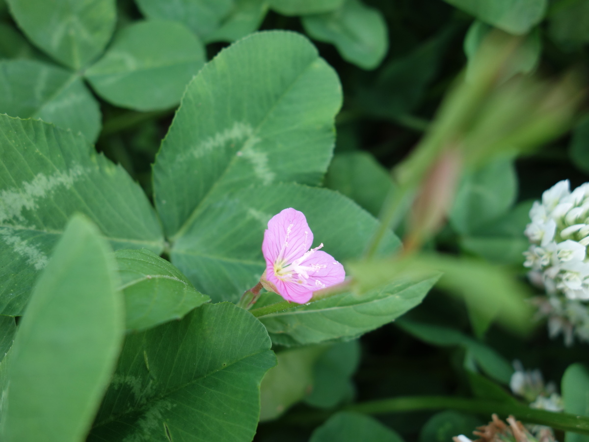 ユウゲショウ、アカバナユウゲショウ、夕化粧