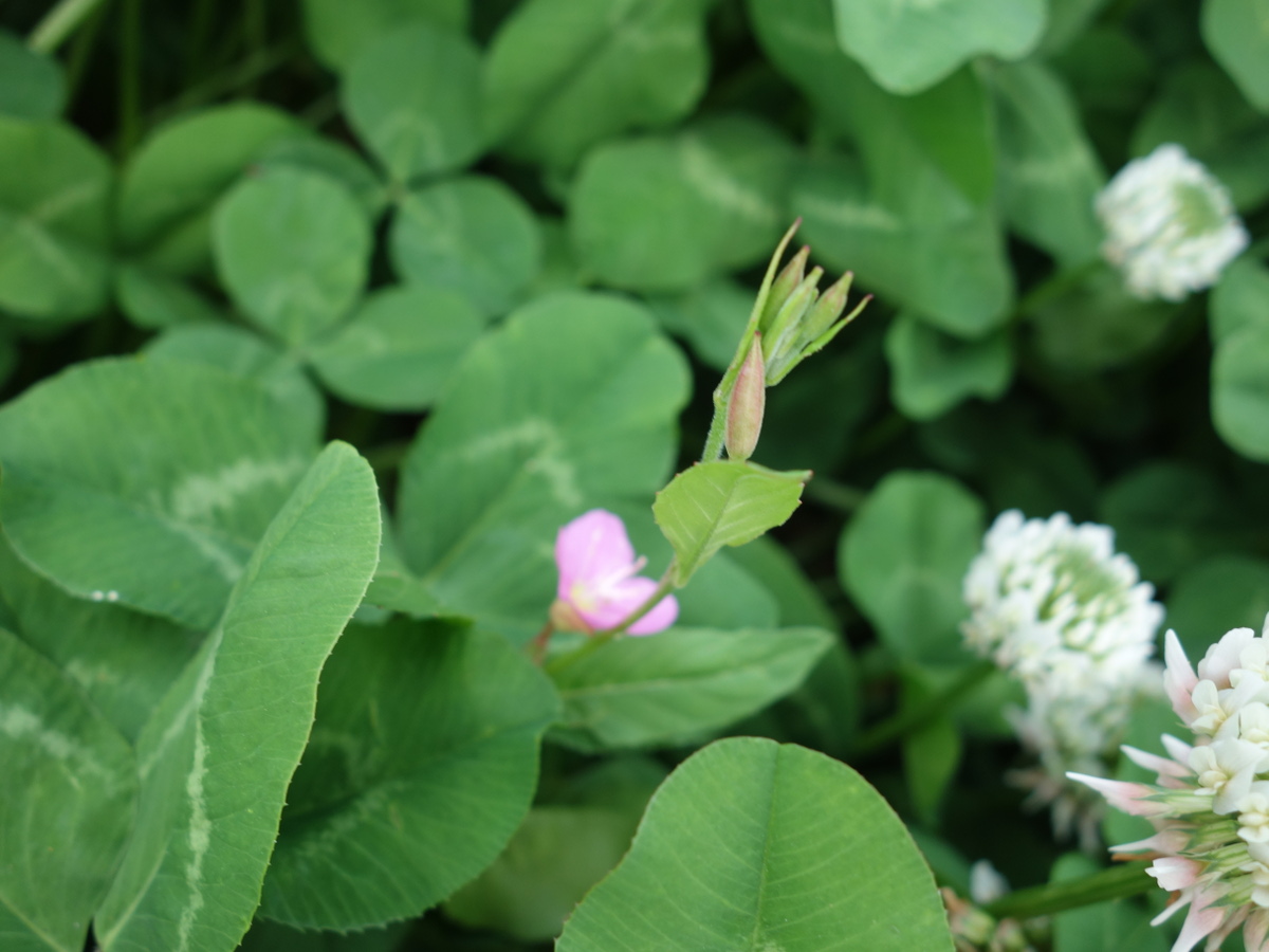 ユウゲショウ、アカバナユウゲショウ、夕化粧