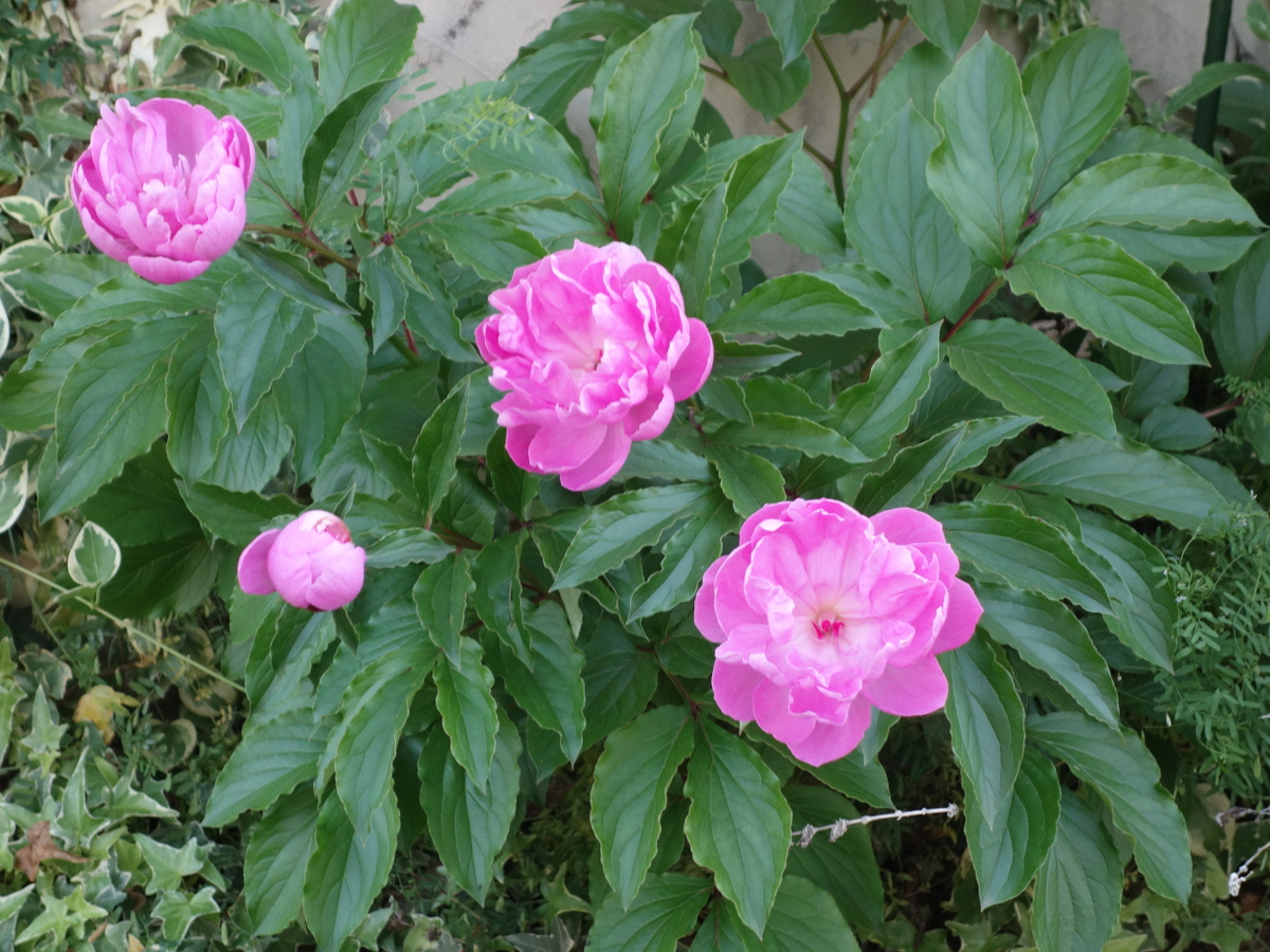 シャクヤク（芍薬）