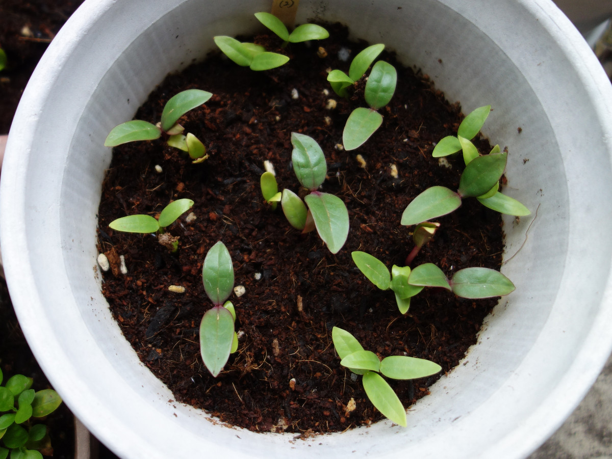 ツルムラサキ赤茎種