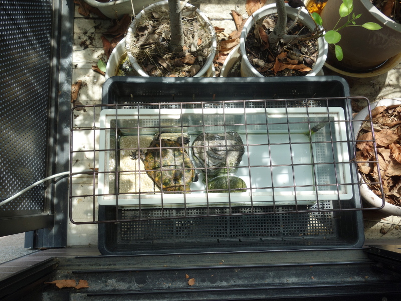 ニホンイシガメ